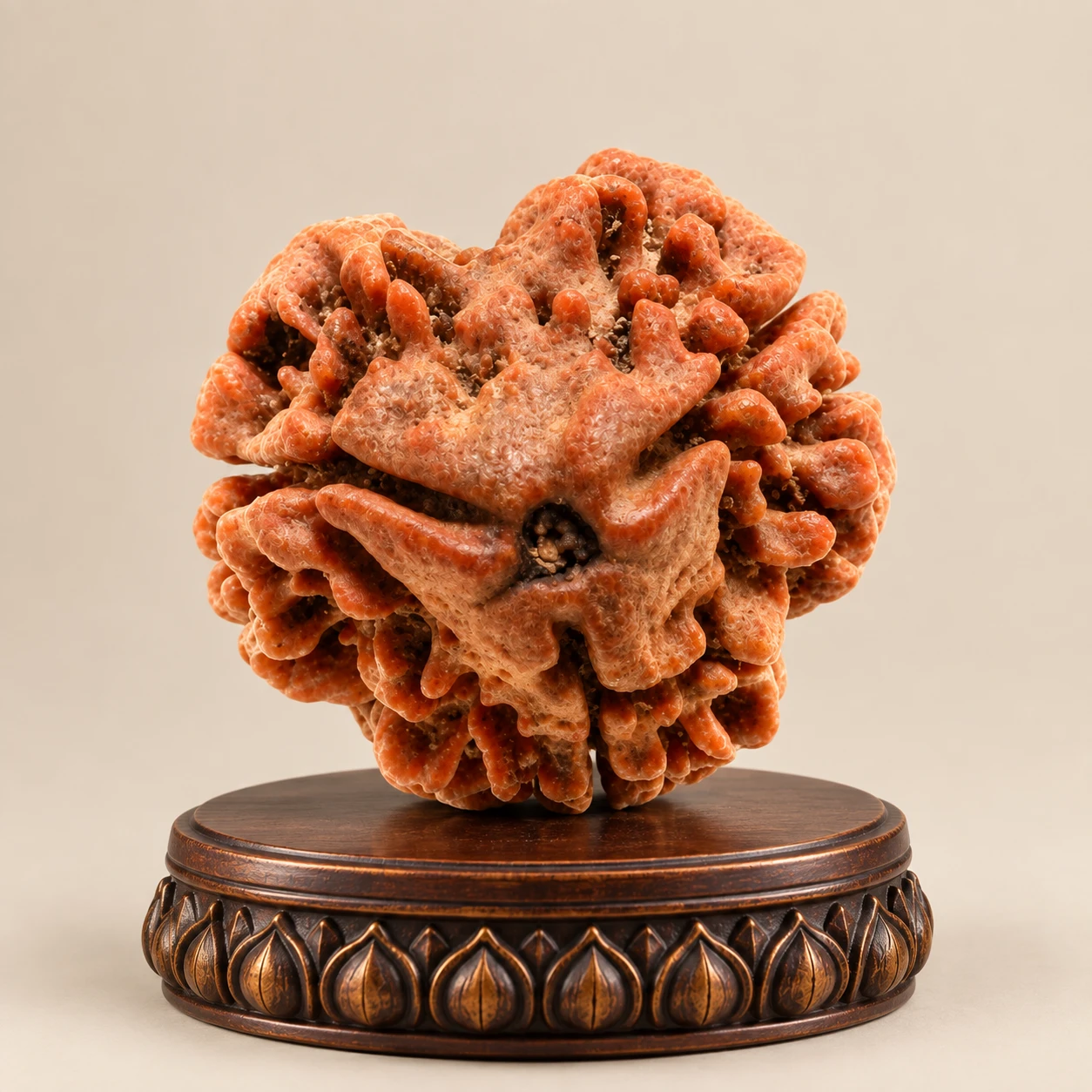 Close-up of the textured 3 Mukhi Rudraksha bead on a dark carved round stand